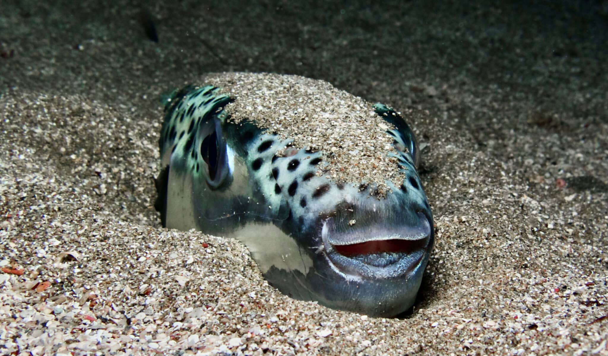 poisson tueur Méditerranée